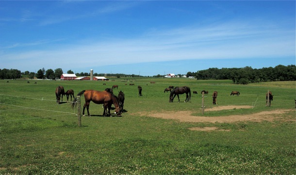 Pasture DSC03967_2.jpg